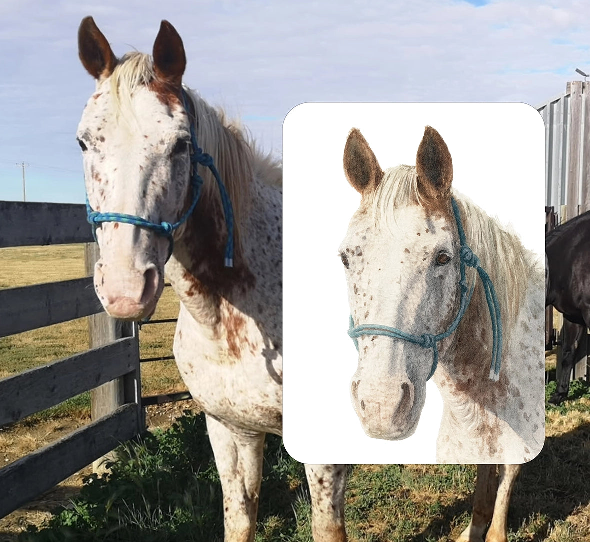 Custom watercolor portrait of a spotted Appaloosa horse with a blue rope halter, shown beside the original photo — personalized horse portrait from photo